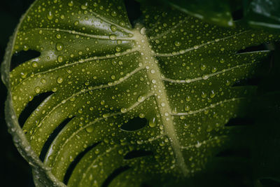 Water drops on green leaf