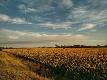 Scenic view of field against sky