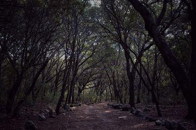 Trees in forest