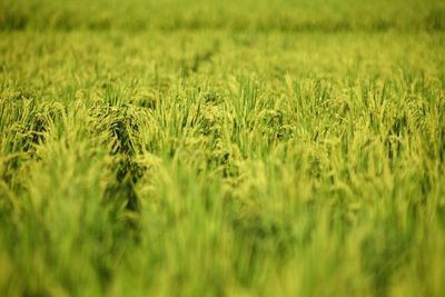 Full frame shot of crops on field