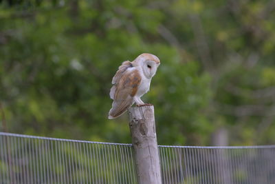 A barn owl on the post 