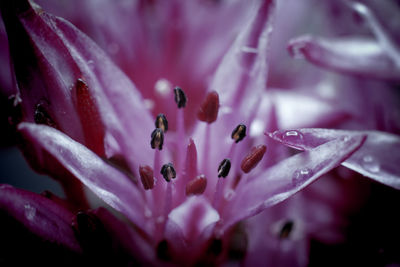 Close-up of pink flower