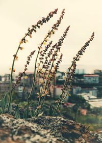 Close-up of plants growing on field against sky