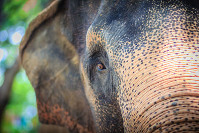 Close-up of elephant