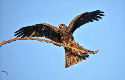 Low angle view of eagle flying against clear blue sky