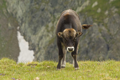 Portrait of mountain cow