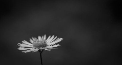 Close-up of white daisy flower