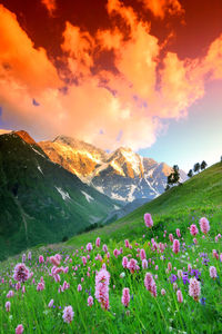 Silhouette of flowers against sky