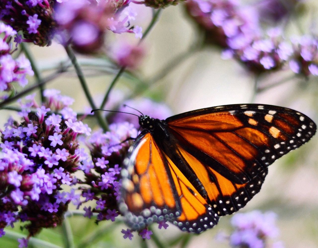 nature, one animal, fragility, flower, beauty in nature, insect, animal themes, close-up, no people, animals in the wild, butterfly - insect, plant, freshness, growth, day, outdoors, pollination