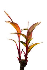 Close-up of flowering plant against white background