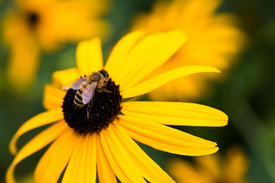 Close-up of yellow flower