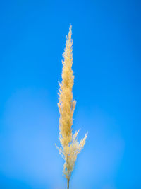 Low angle view of vapor trail against blue sky