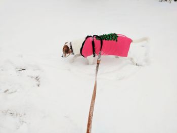 Dog on snow covered landscape
