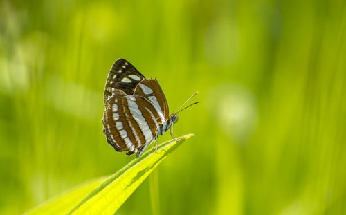 Close-up of butterfly on a grass