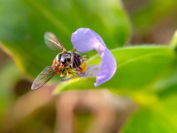 Close-up of bee pollinating on flower