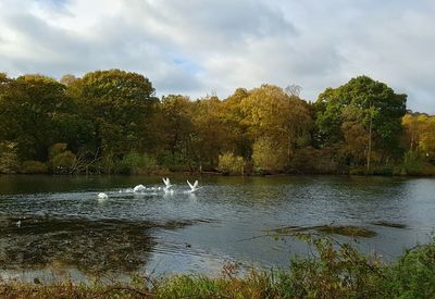 Swans swimming in lake against sky