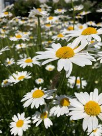 Close-up of white daisy flowers