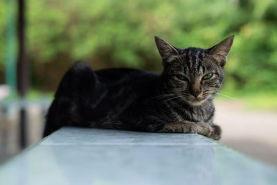 Close-up portrait of cat relaxing outdoors