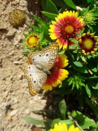 High angle view of butterfly on flower