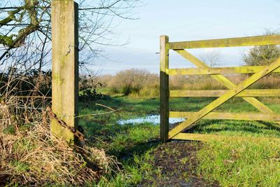 Trees on field against sky