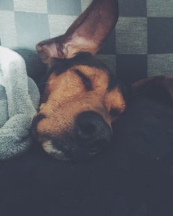 Dog sleeping on couch