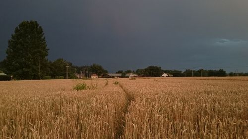 Scenic view of field against sky