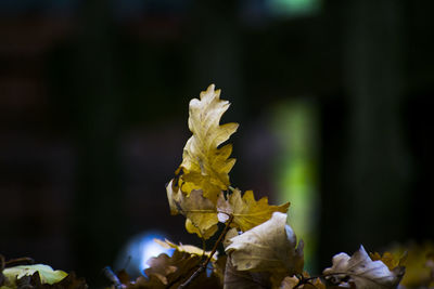 Close-up of dried plant against blurred background