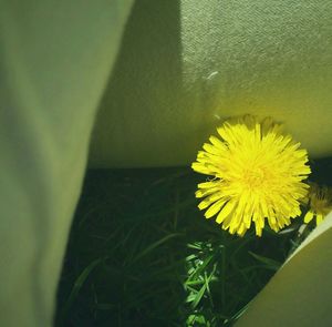 Close-up of yellow flowers