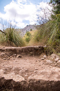 Surface level of dirt road along plants