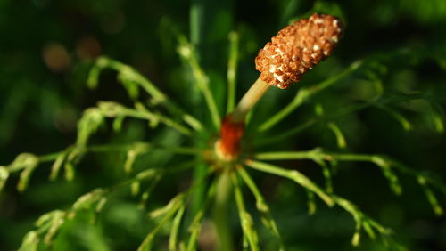 Close-up of plant growing outdoors