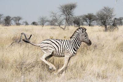 Zebra standing on field against sky