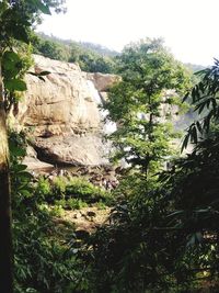 Trees growing on rock against sky