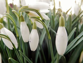 Close-up of white snow drops