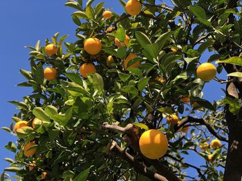 Low angle view of oranges growing on tree