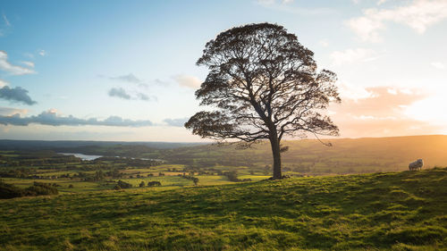 Bare tree on landscape against the sky