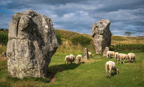 Sheep grazing in a field