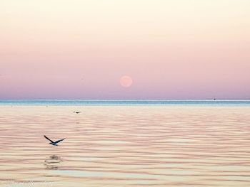 Seagulls flying over sea against sky during sunset