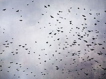 Low angle view of birds flying against sky