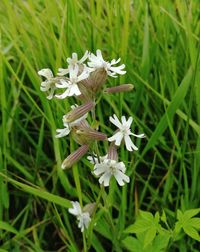 Close-up of white flowering plant on field