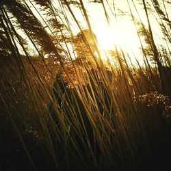 Plants growing in sunlight