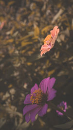 High angle view of pink flowering plant