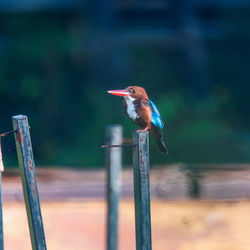 Close-up of bird perching on wooden post