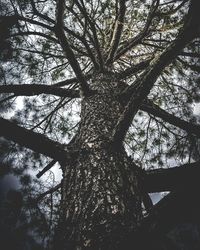 Low angle view of tree against sky