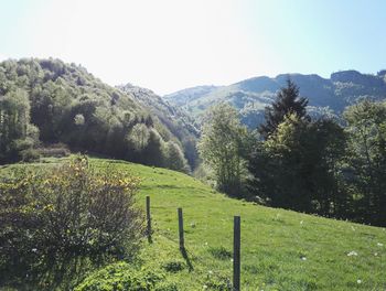 Scenic view of grassy field against sky