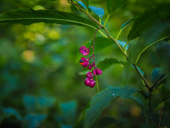 Close-up of pink flowering plant