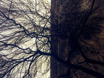 Low angle view of tree against sky