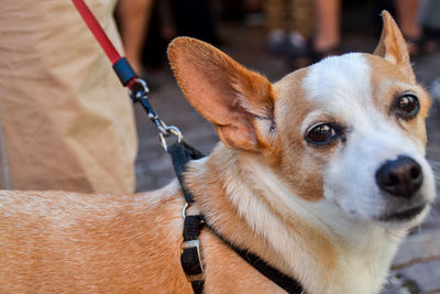 Close-up portrait of a dog