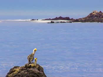 Bird on rock by sea against sky