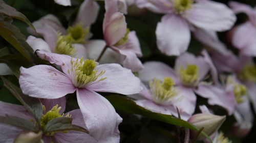 Close-up of flowers blooming outdoors