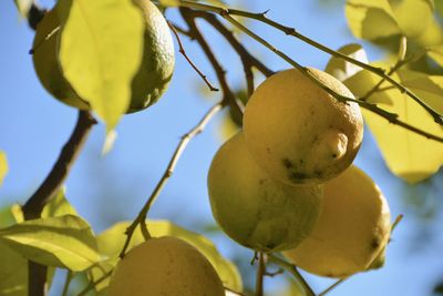 Close-up of fruit growing on tree